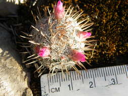 Image of Mammillaria haageana Pfeiff.