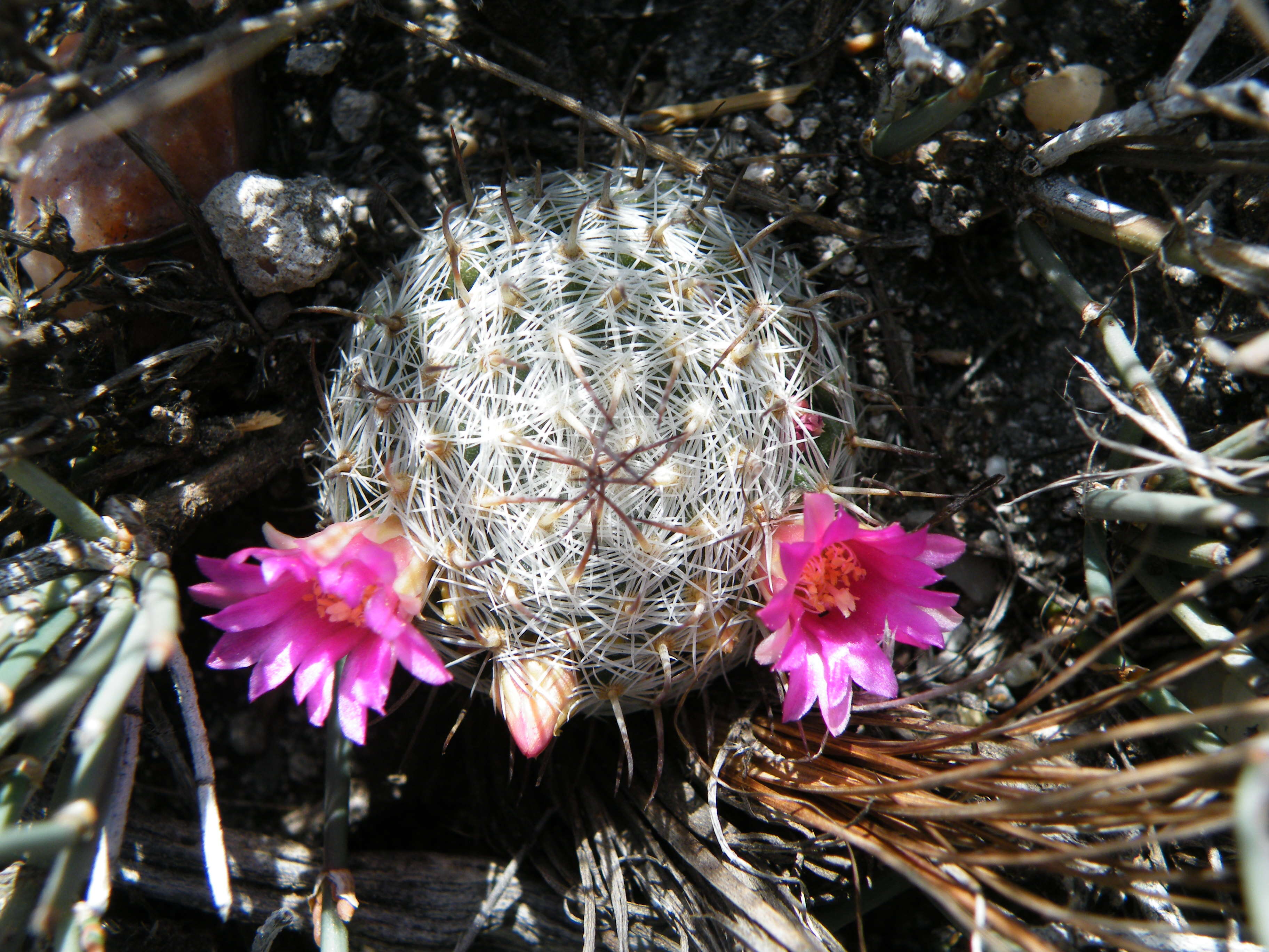 Image of Mammillaria haageana Pfeiff.