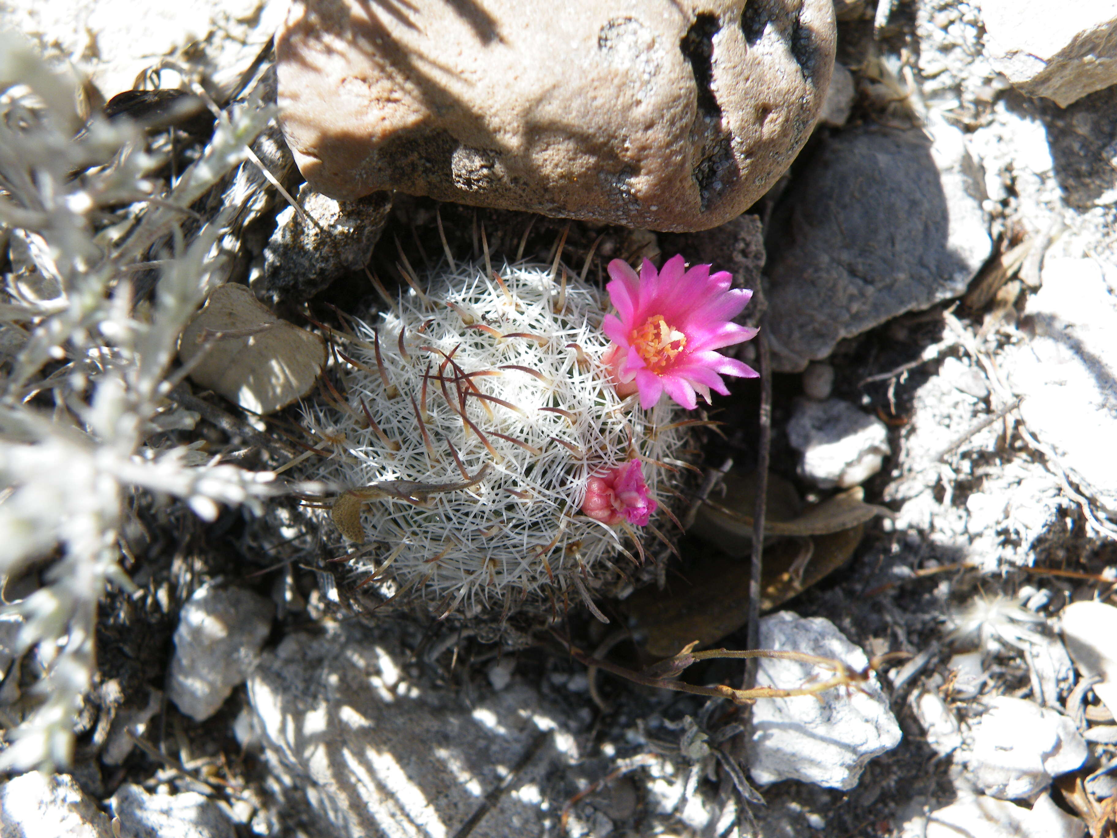 Image of Mammillaria haageana Pfeiff.