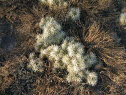 Image of thistle cholla