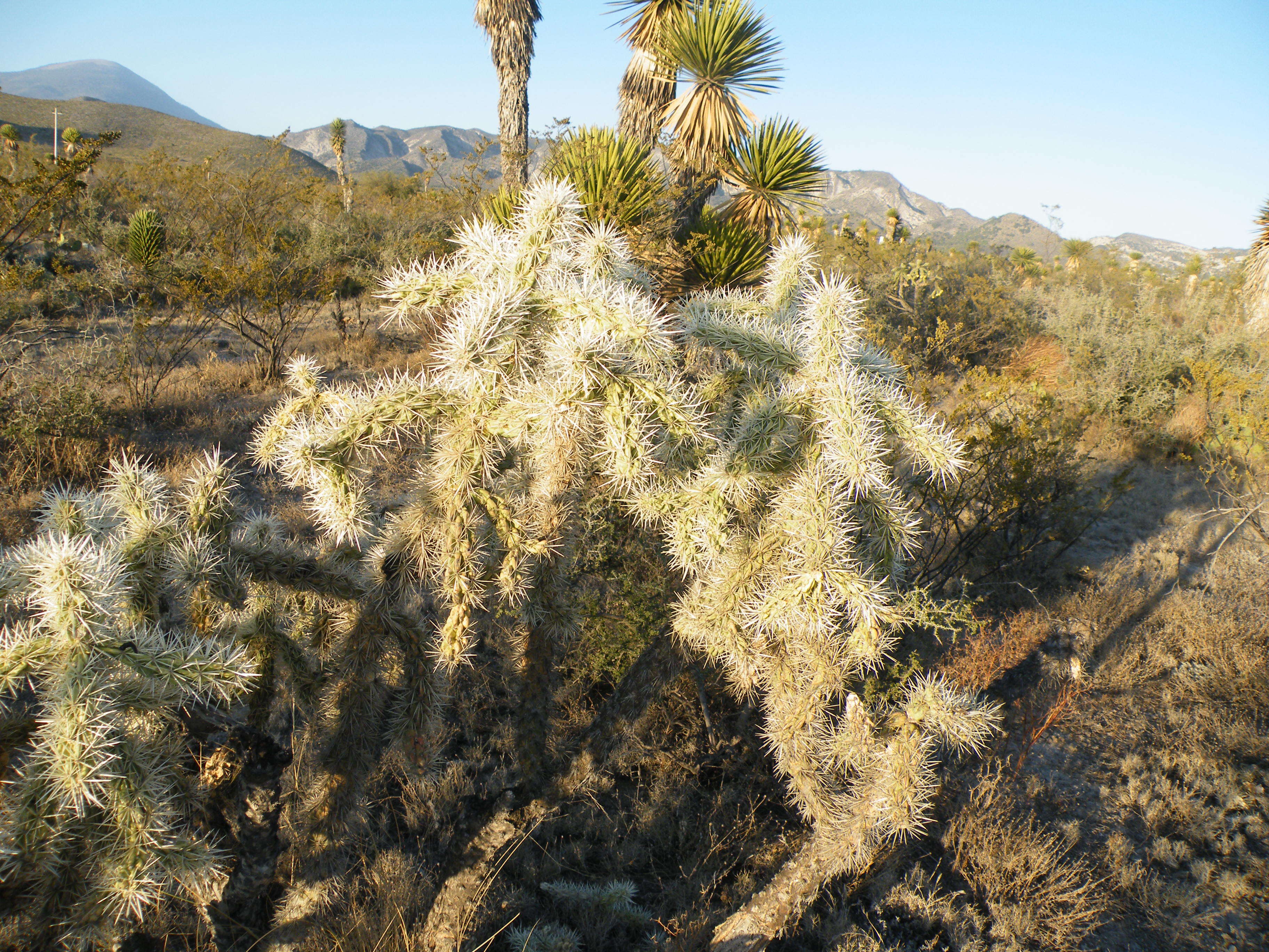 Image of thistle cholla