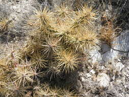 Image of thistle cholla