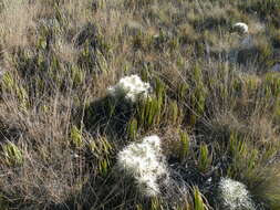 Image of thistle cholla