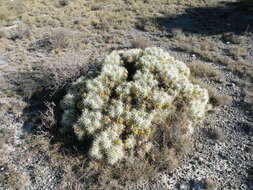 Image of thistle cholla