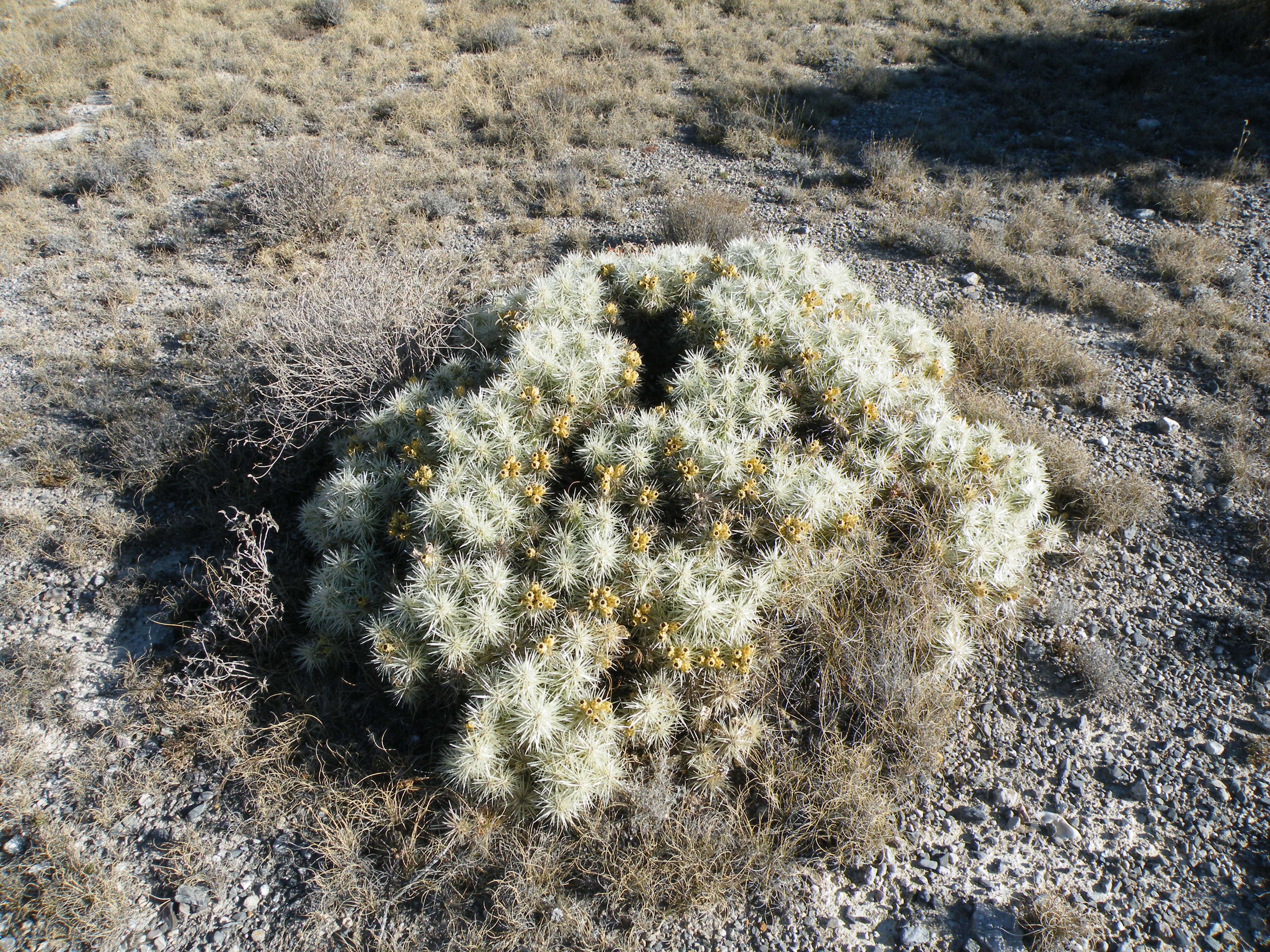 Image of thistle cholla