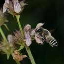 Megachile hungarica Mocsáry 1877 resmi