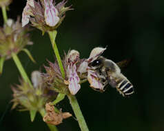 Image of Megachile hungarica Mocsáry 1877