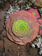 Image of Aeonium aureum (C. Sm. ex Hornem.) T. H. M. Mes