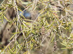 صورة Callistemon serpentinus (Craven) Udovicic & R. D. Spencer