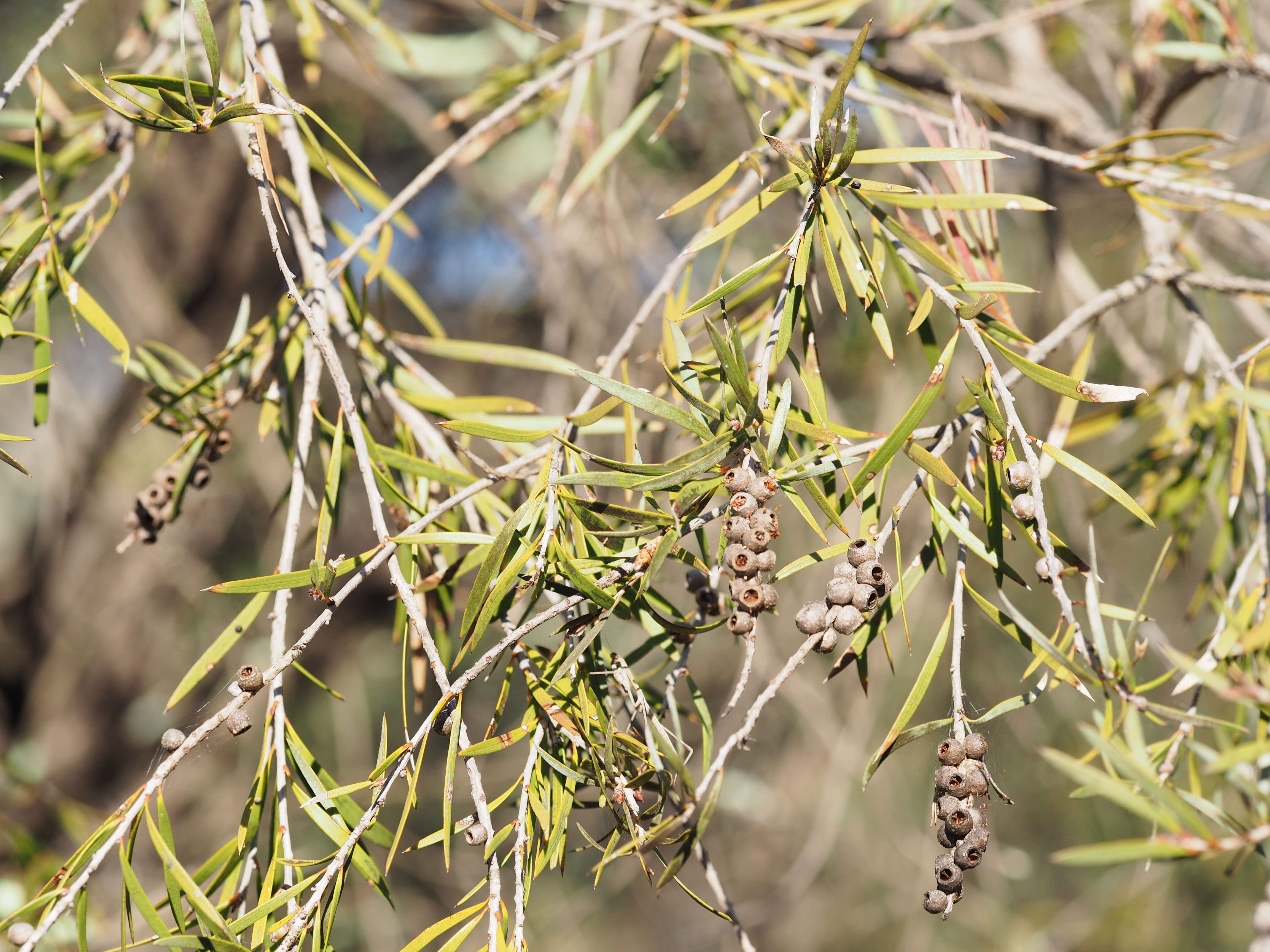 Image of Callistemon serpentinus (Craven) Udovicic & R. D. Spencer