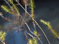 Image of Melaleuca diosmatifolia Dum.-Cours.