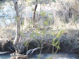 Image of Melaleuca diosmatifolia Dum.-Cours.