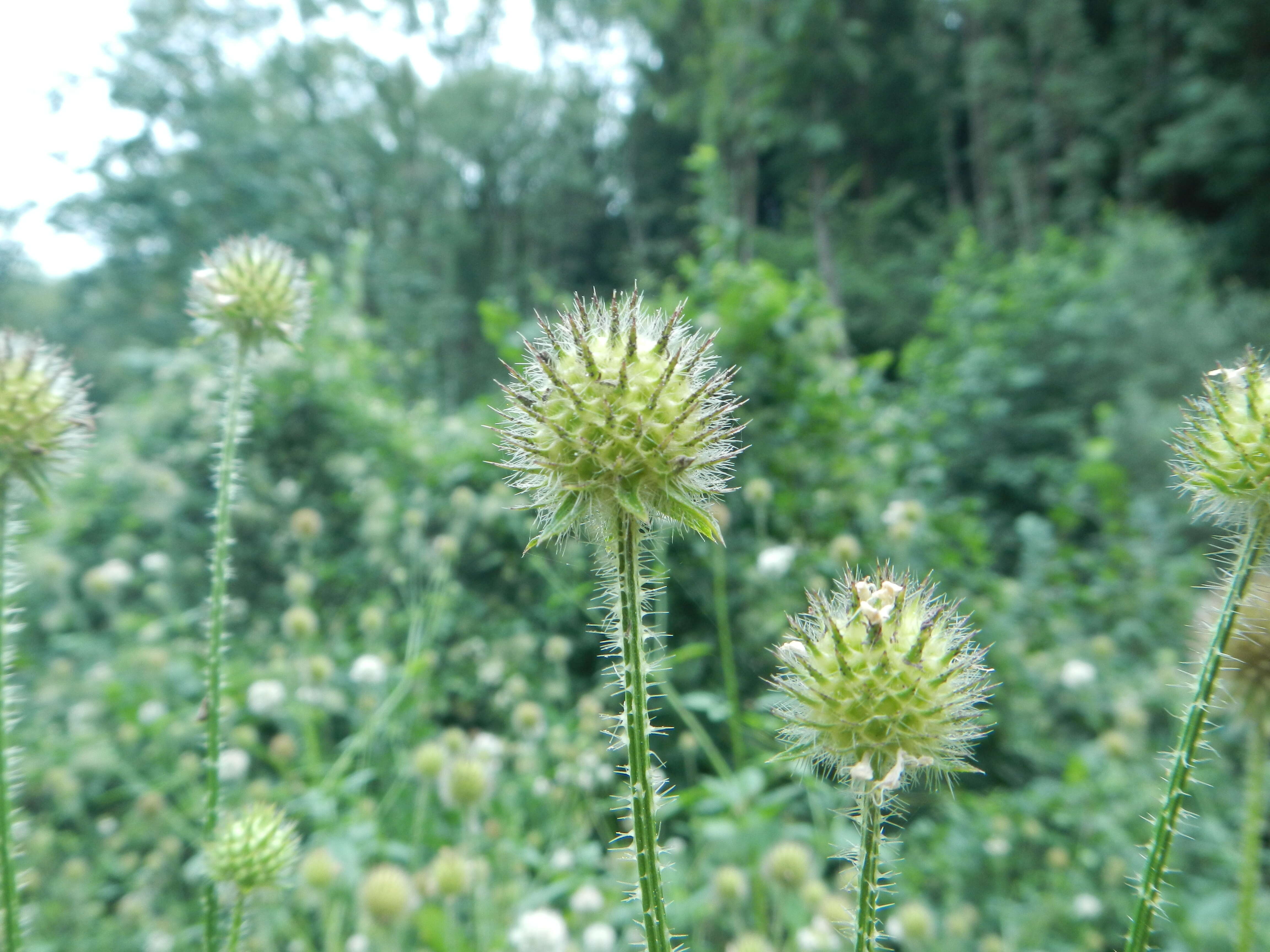 Image of small teasel