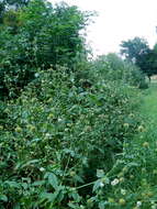 Image of small teasel