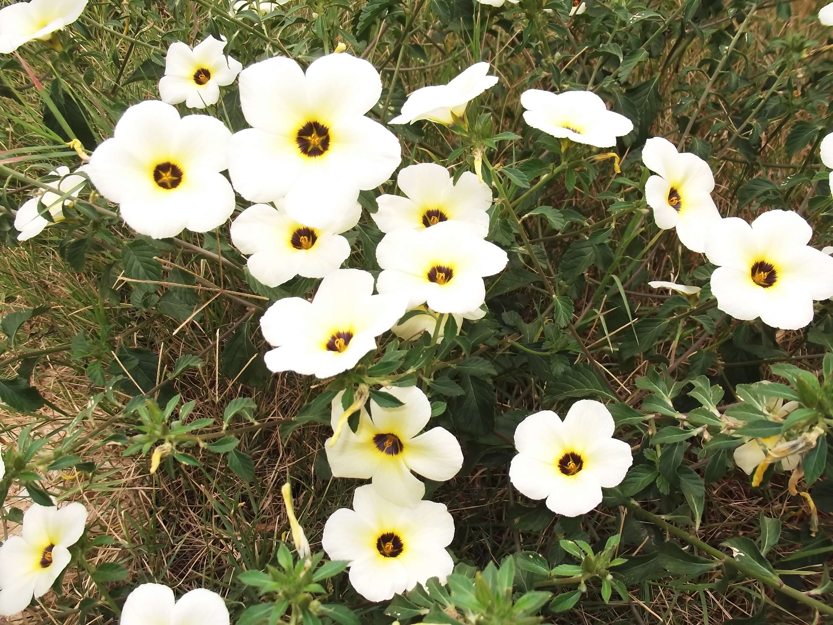 Image of Politician's Flower