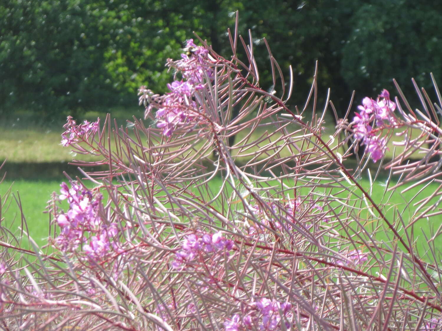 Image of Narrow-Leaf Fireweed