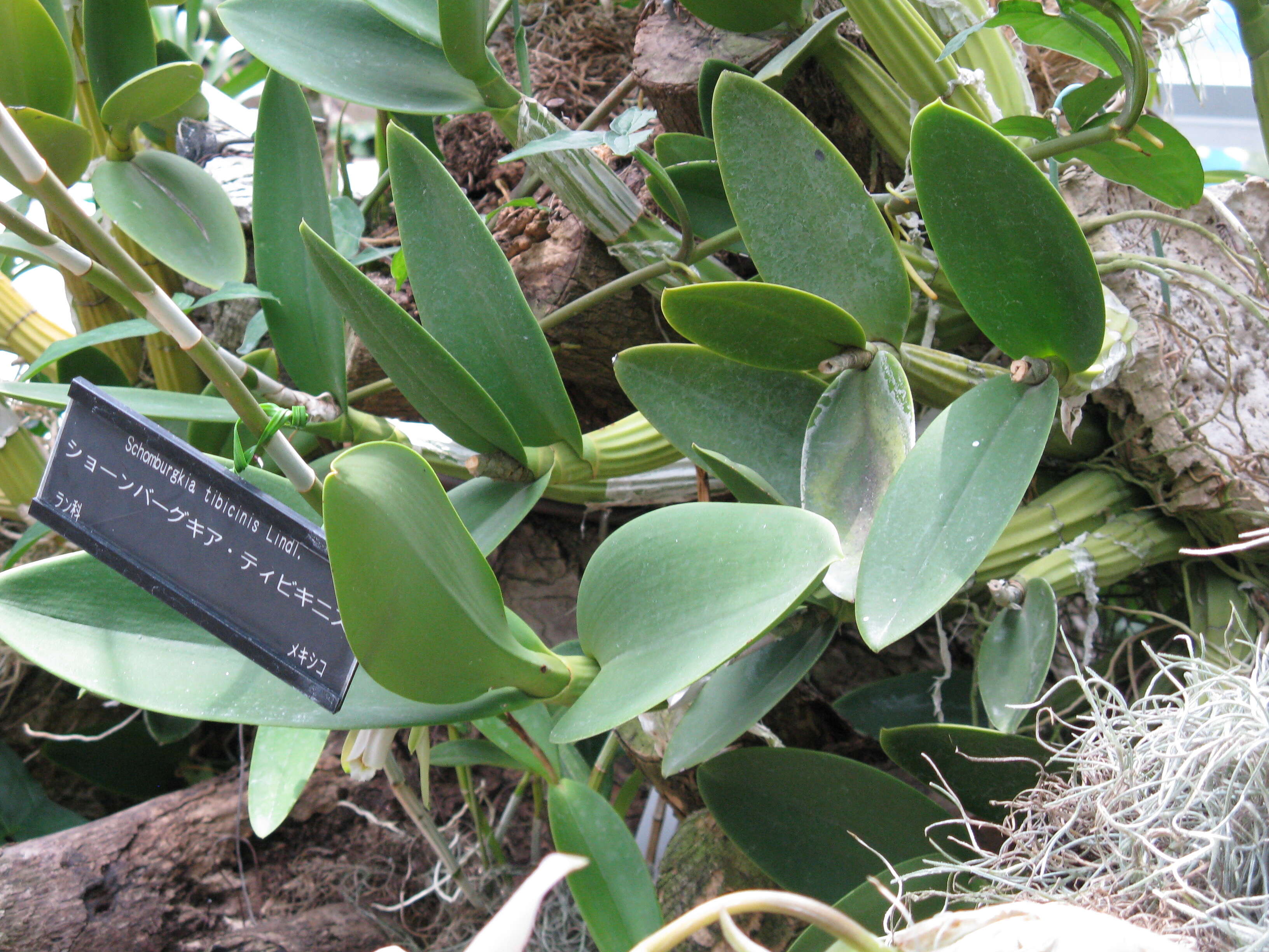 Image of Myrmecophila tibicinis (Bateman ex Lindl.) Rolfe