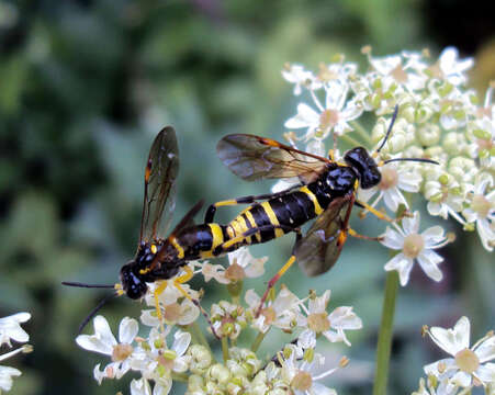 Image of <i>Tenthredo zonula</i>