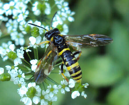 Image of <i>Tenthredo zonula</i>