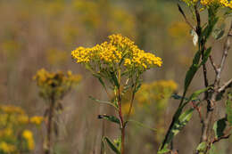 Image of Ohio Goldenrod