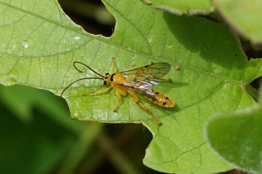 Image of Parasitoid wasp