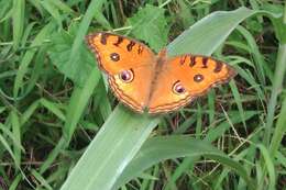 Image of Peacock Pansy