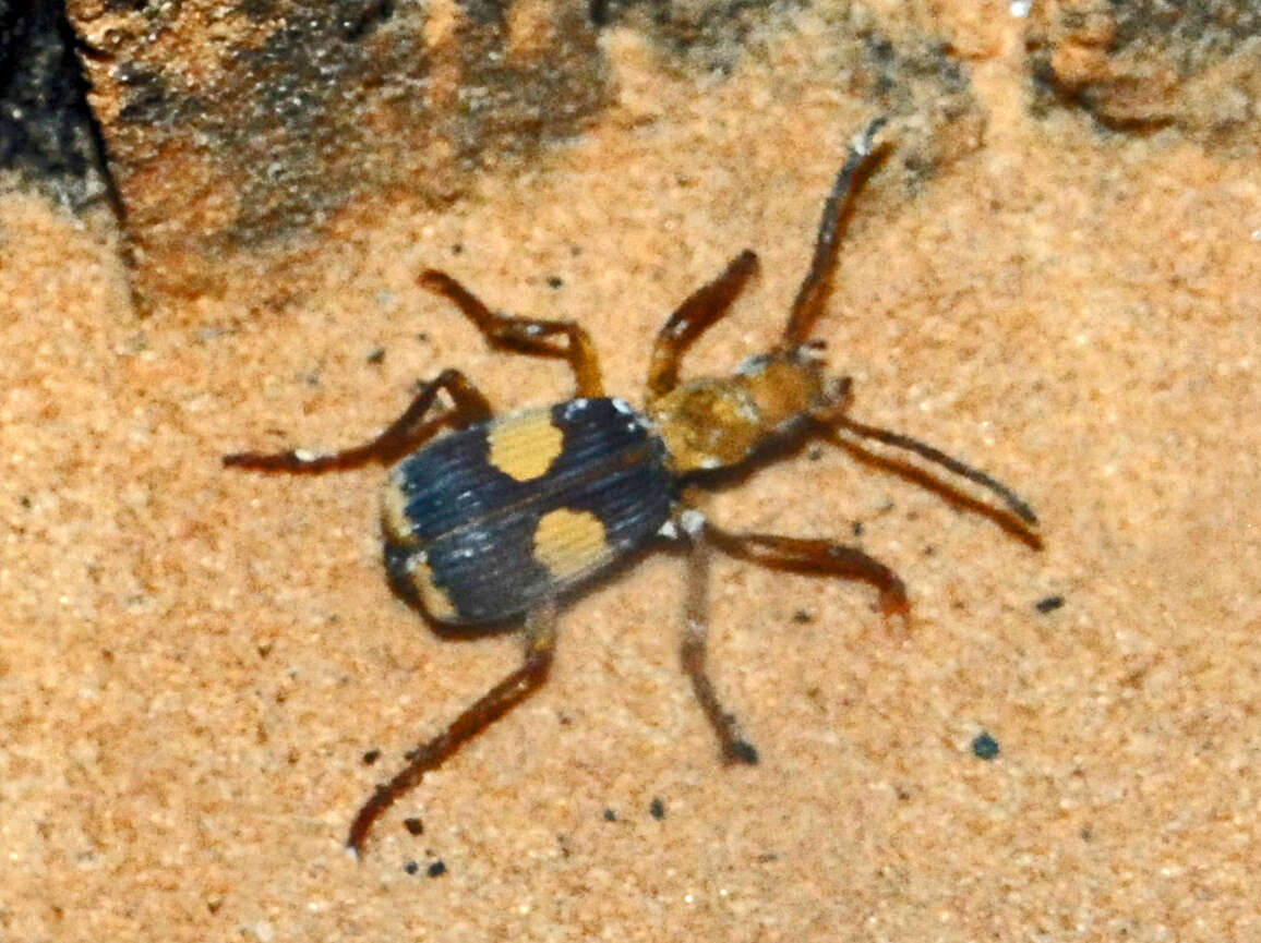 Image of Pheropsophus (Stenaptinus) africanus (Dejean 1825)