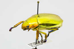 Image of Chrysina aurigans (Rothschild & Jordan 1894)