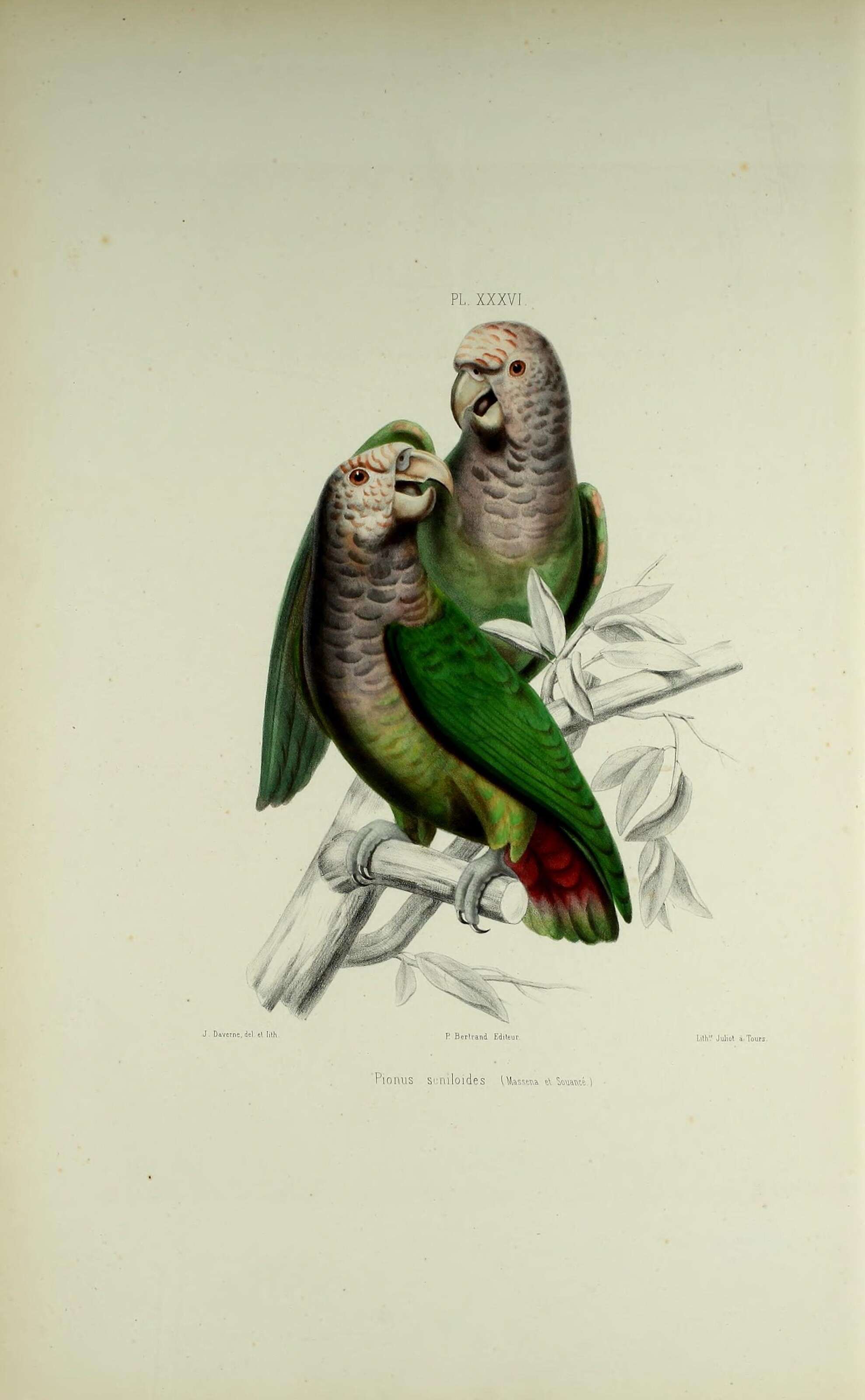 Image of White-capped Parrot