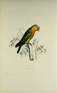 Image of Saffron-headed Parrot