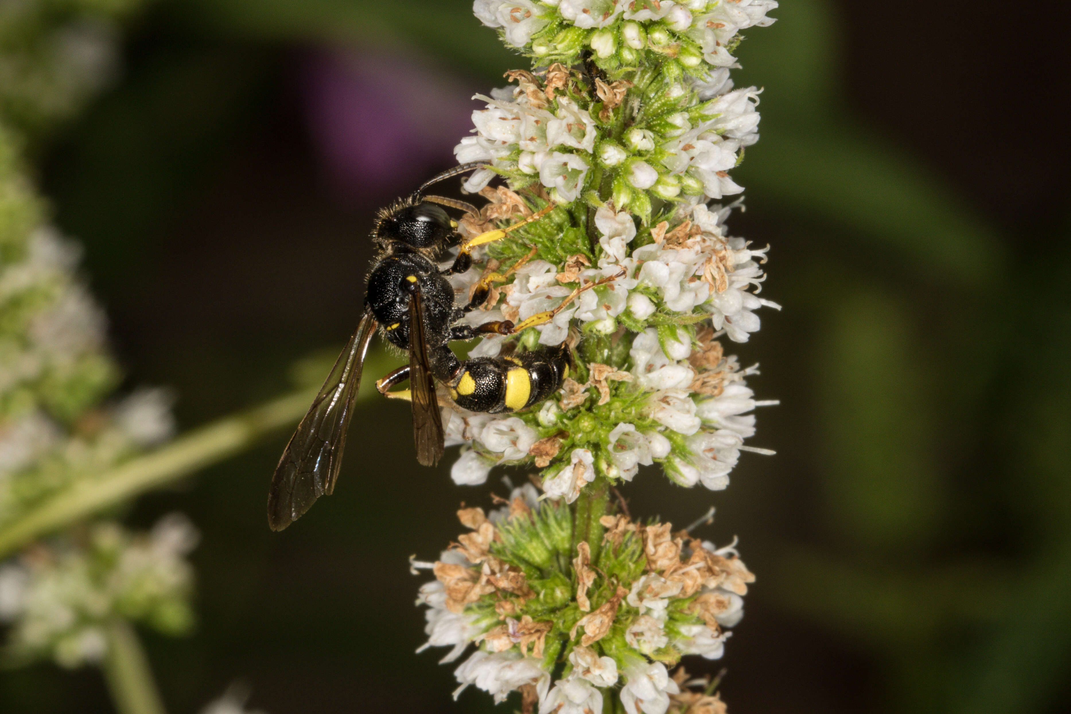 Imagem de Cerceris rybyensis (Linnaeus 1771)