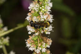 Imagem de Cerceris rybyensis (Linnaeus 1771)