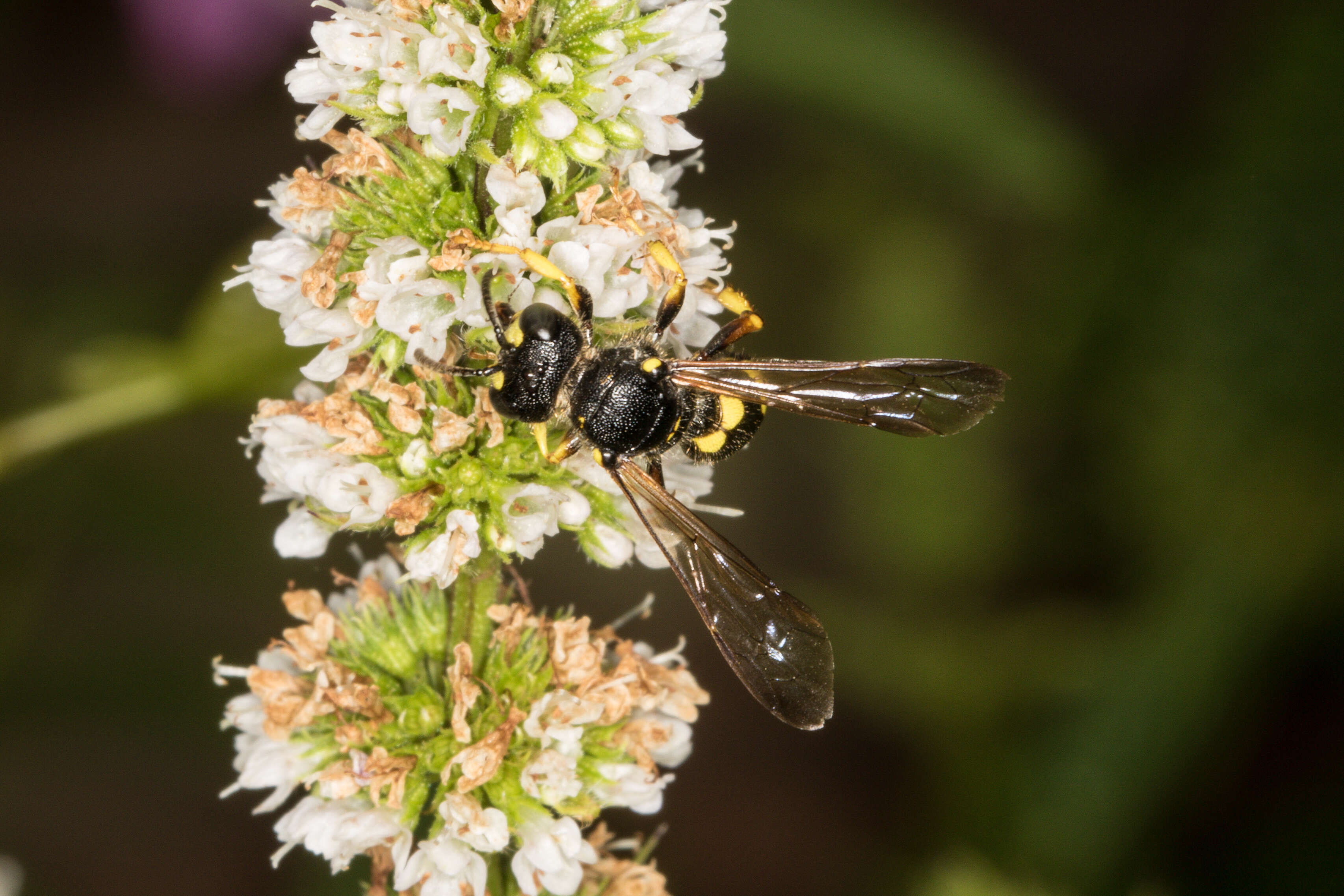 Imagem de Cerceris rybyensis (Linnaeus 1771)