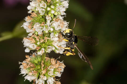 Imagem de Cerceris rybyensis (Linnaeus 1771)