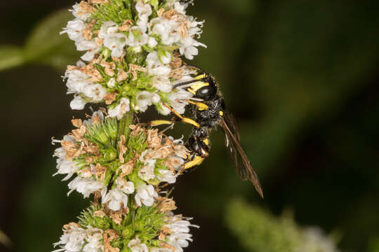 Imagem de Cerceris rybyensis (Linnaeus 1771)