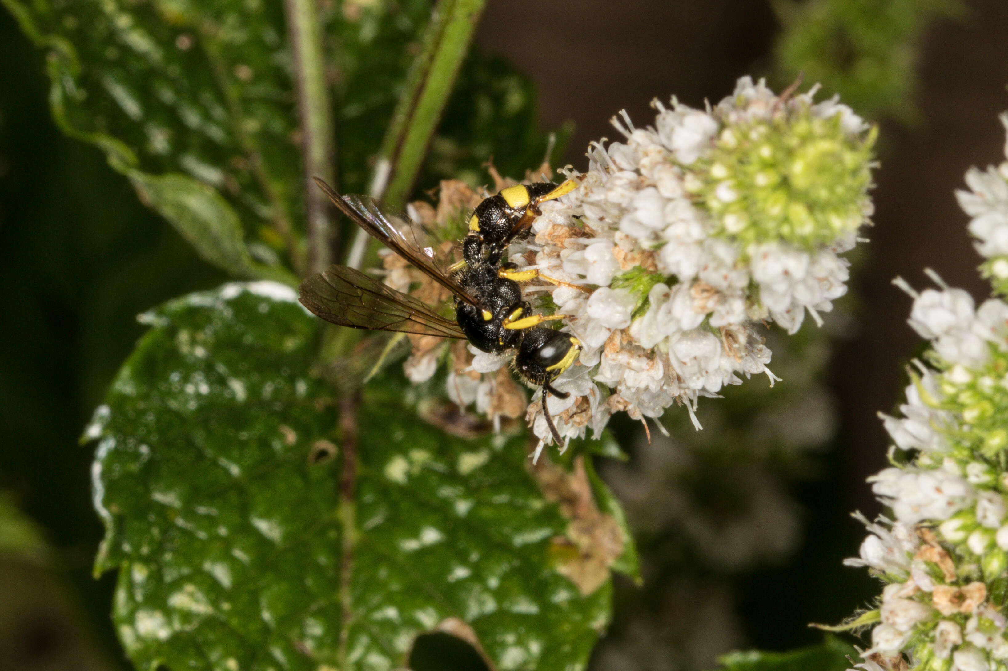 Imagem de Cerceris rybyensis (Linnaeus 1771)