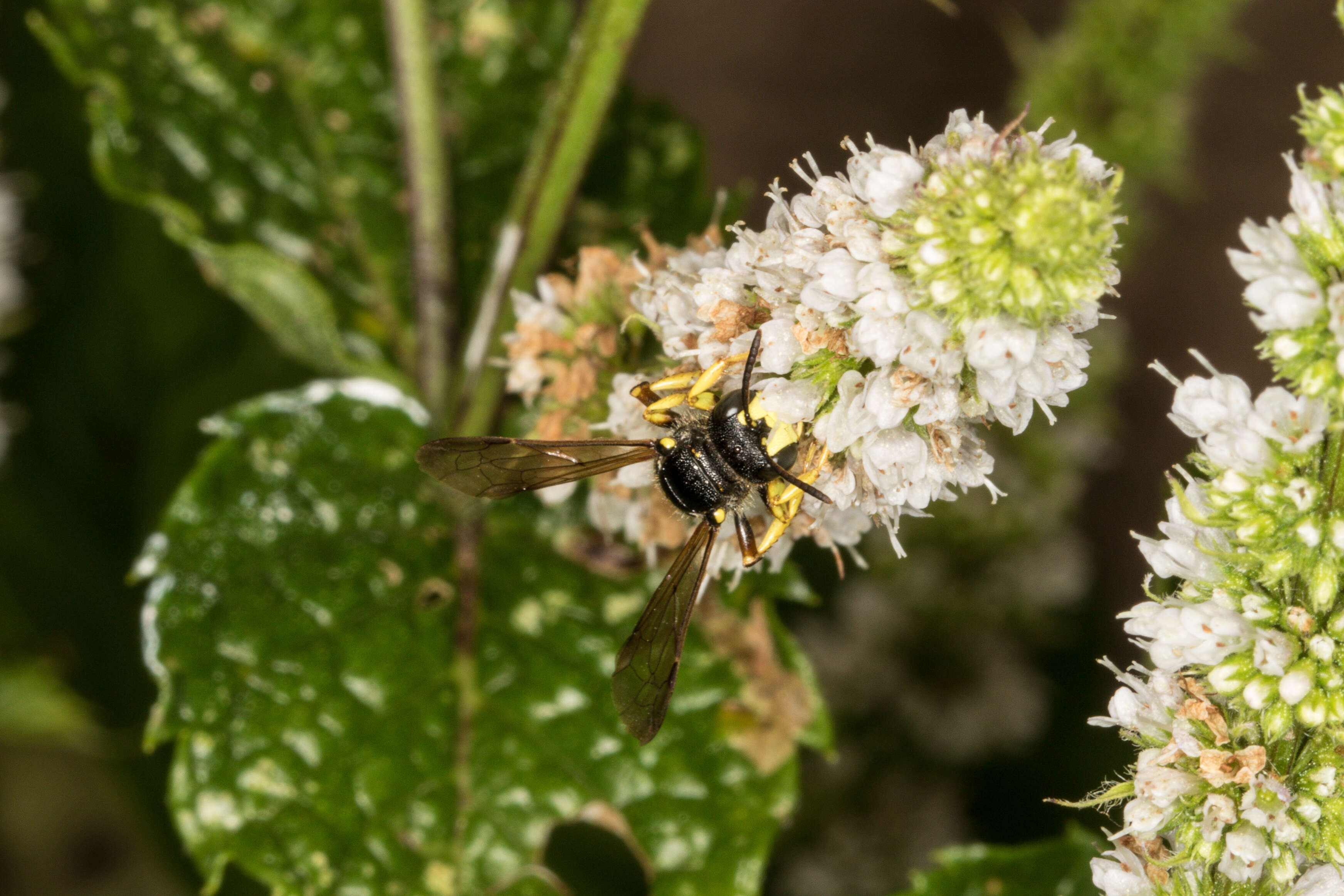 Imagem de Cerceris rybyensis (Linnaeus 1771)