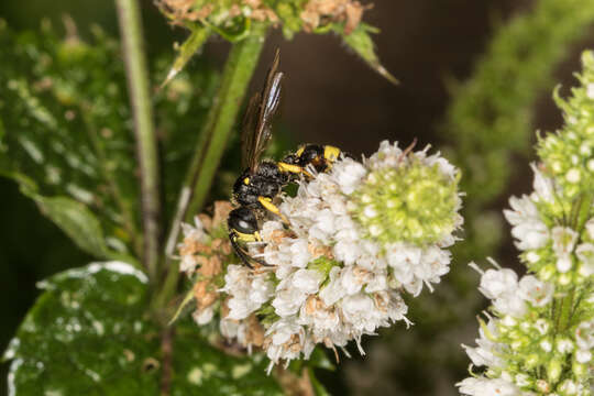 Imagem de Cerceris rybyensis (Linnaeus 1771)