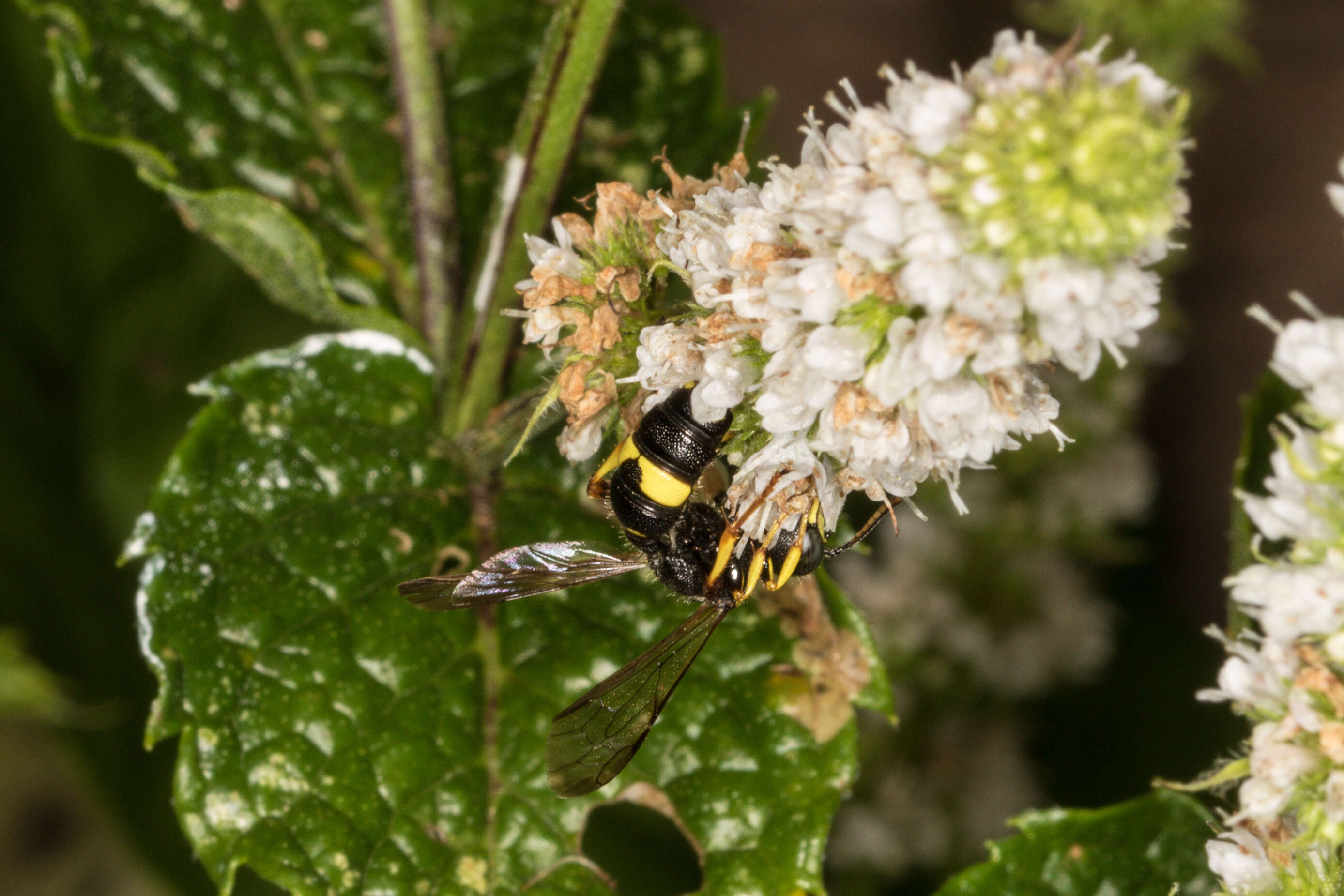 Imagem de Cerceris rybyensis (Linnaeus 1771)