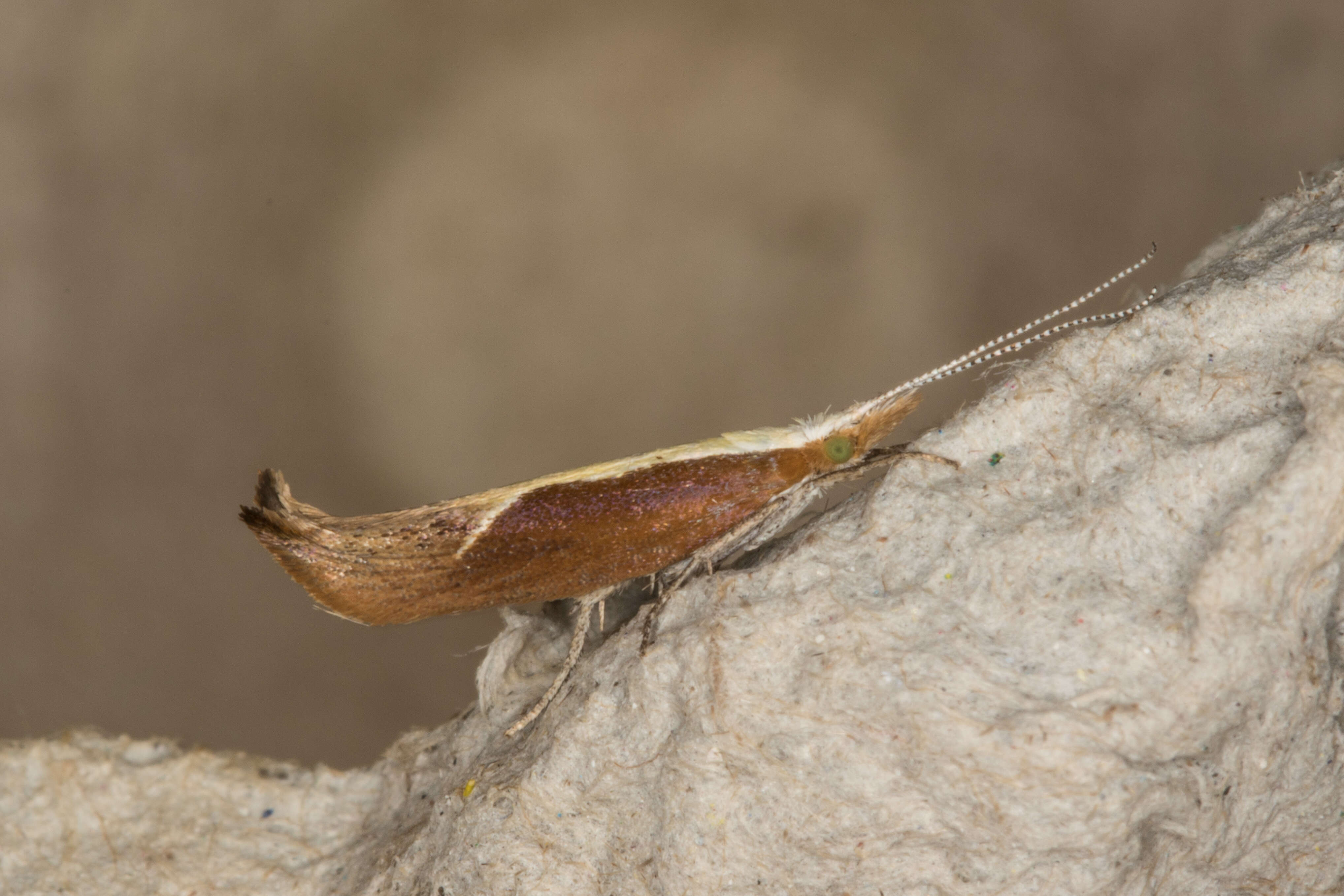 Image of Ypsolopha dentella