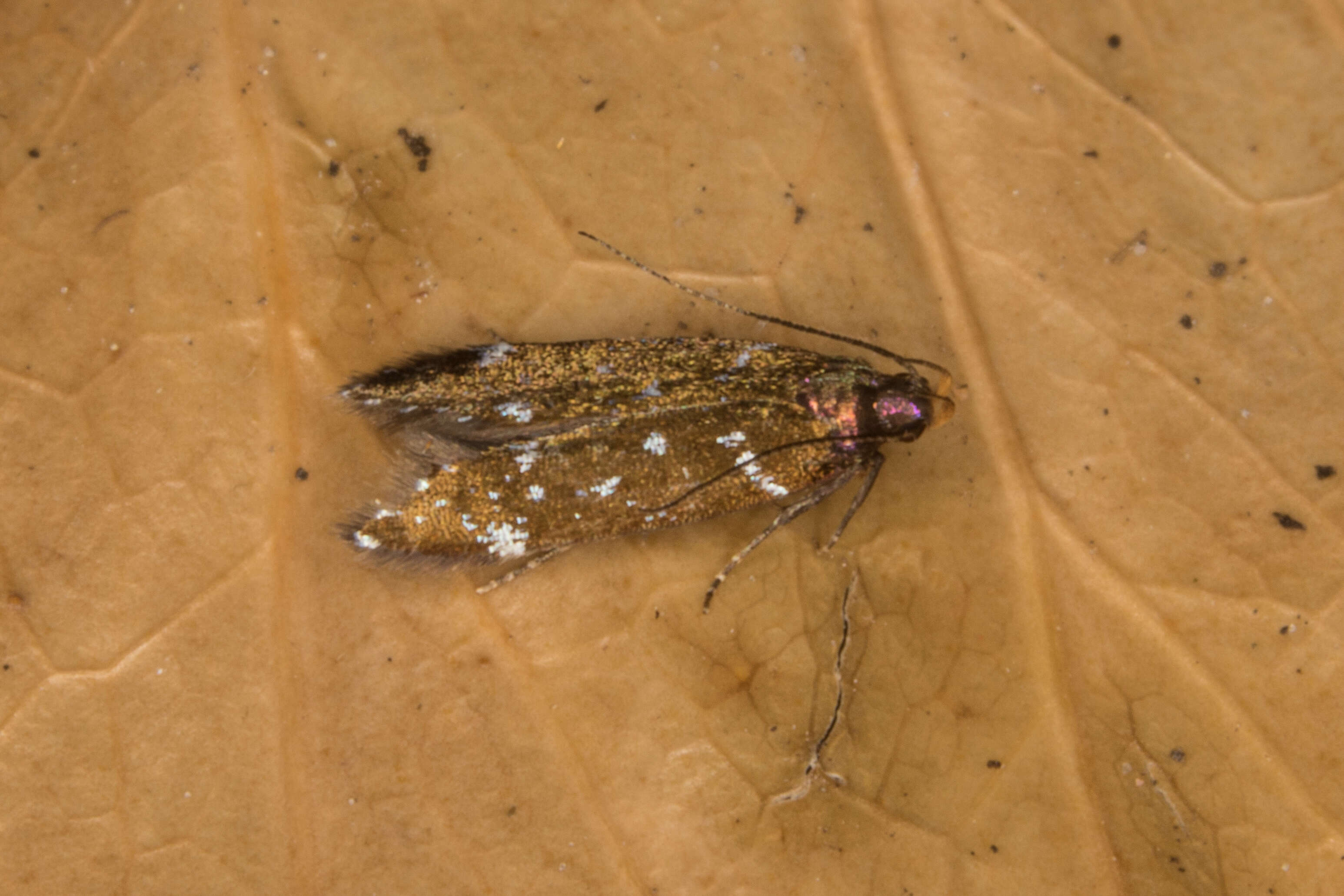 Image of Argolamprotes micella