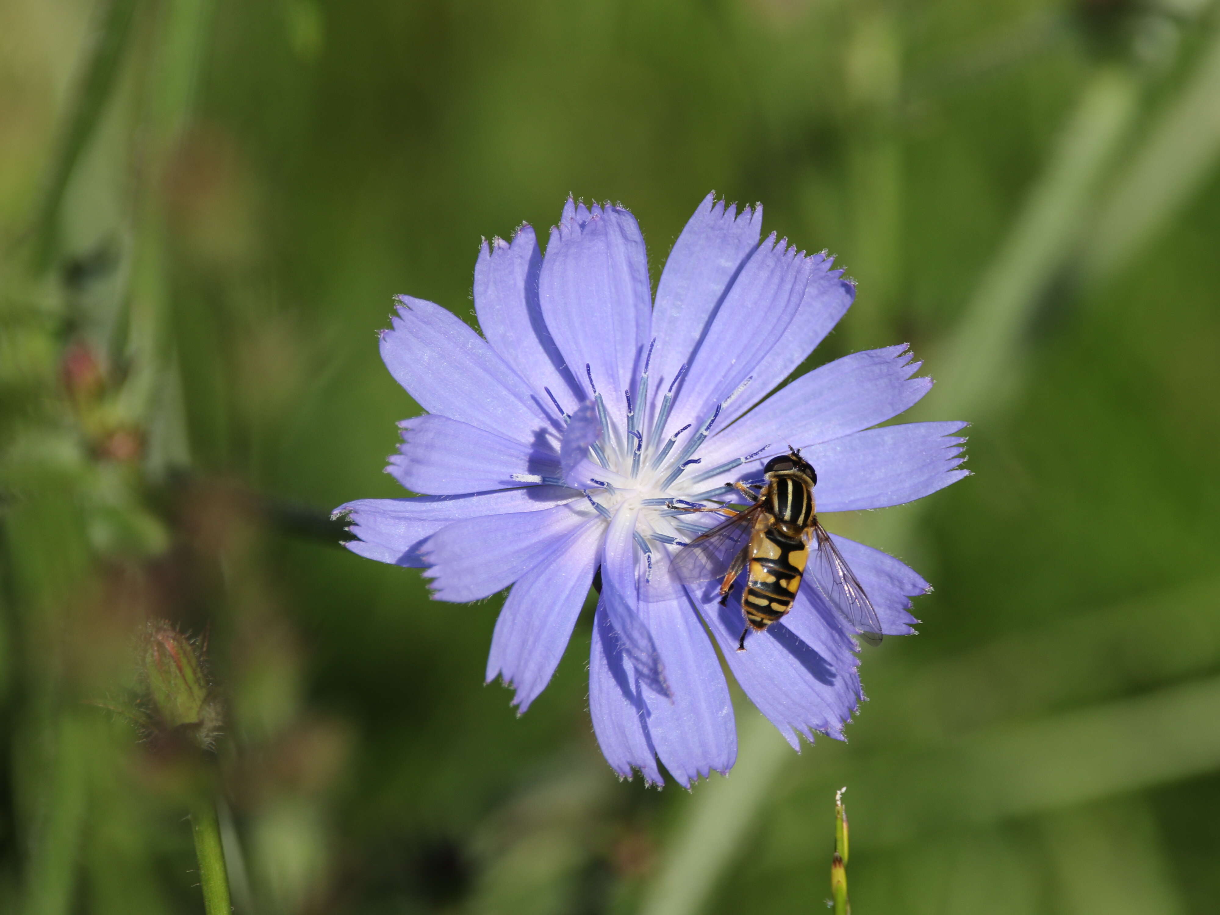 Image of Marsh Hoverfly