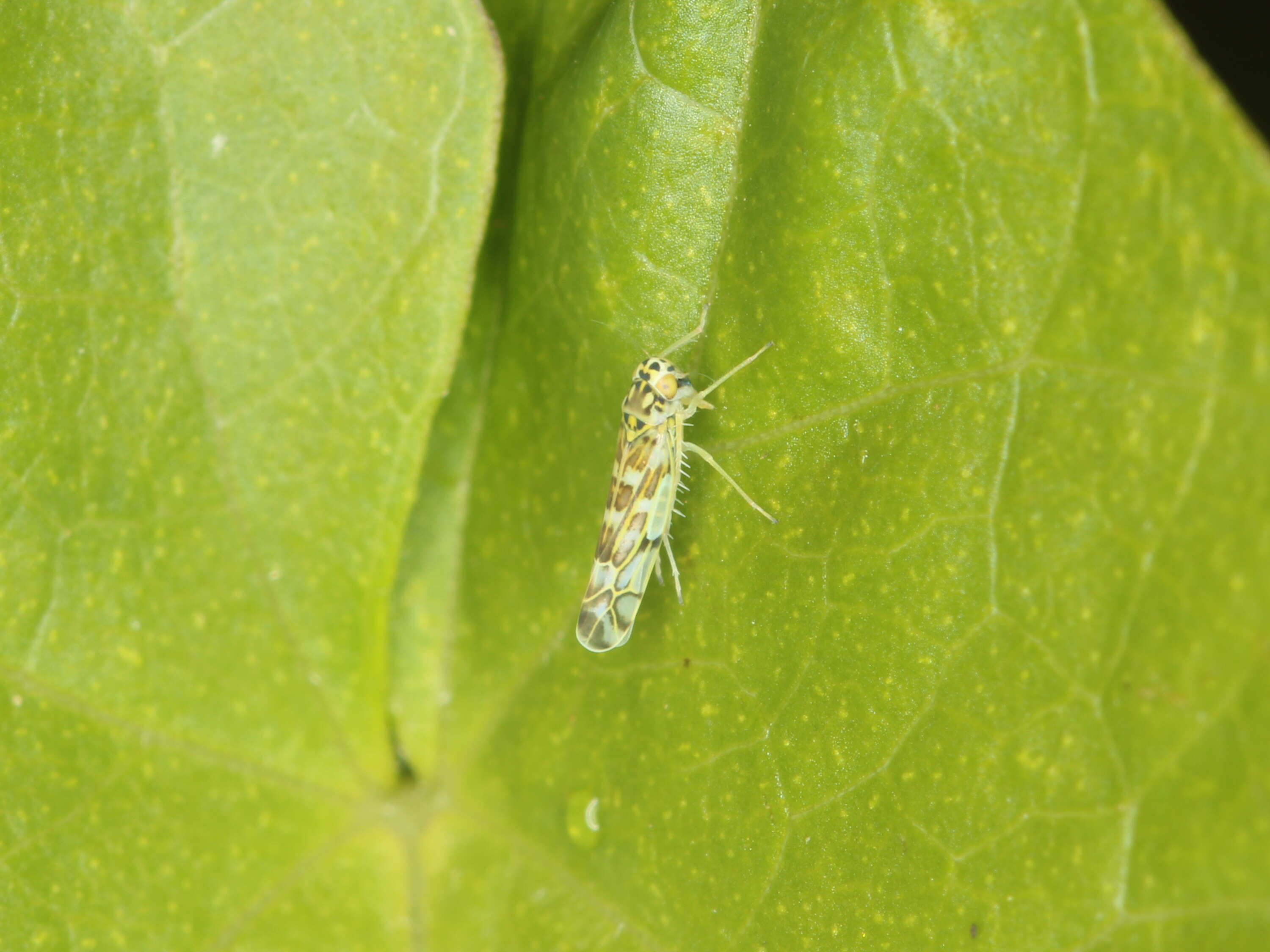 Image of Sage Leafhopper