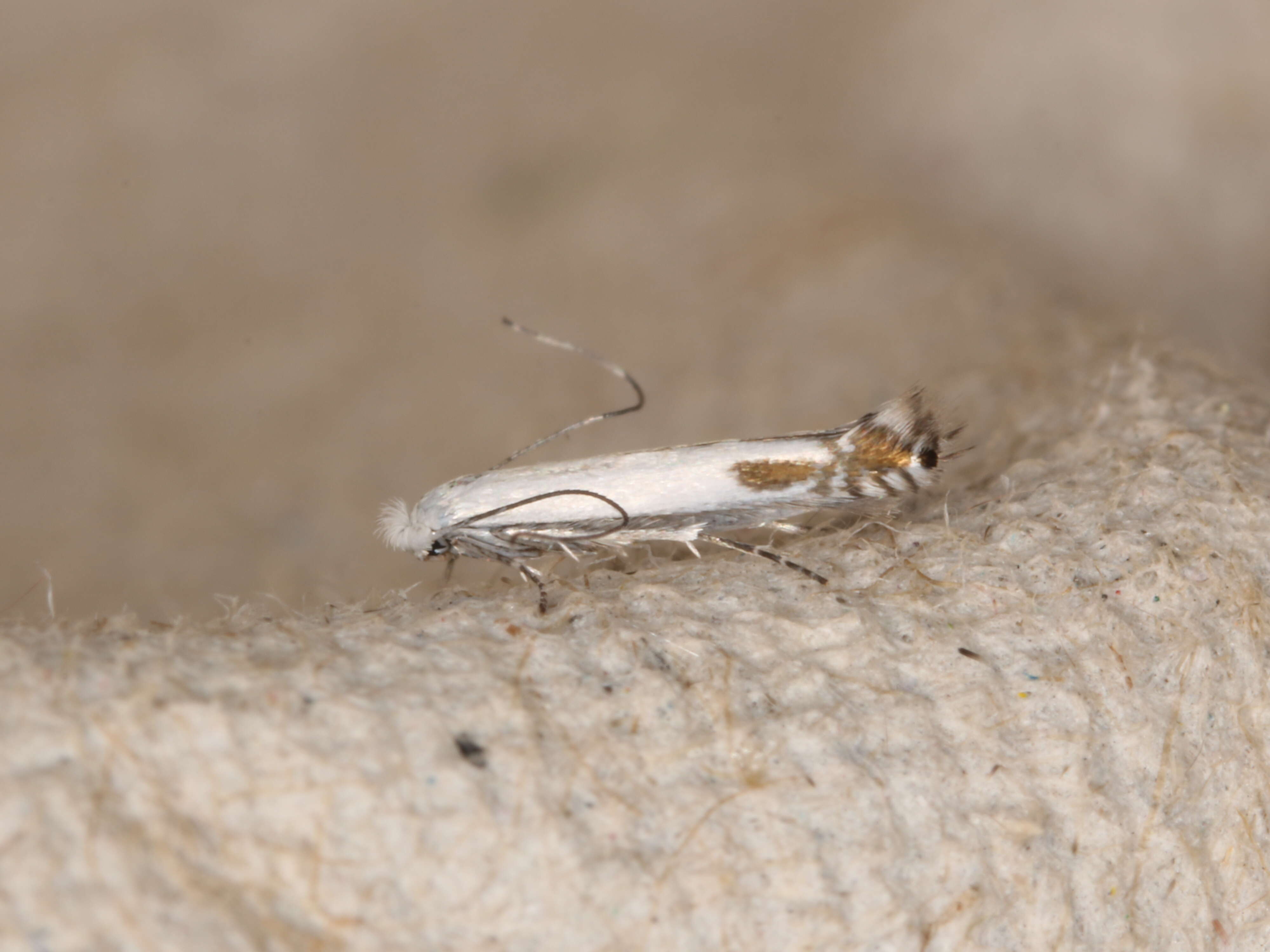 Image of apple leaf miner