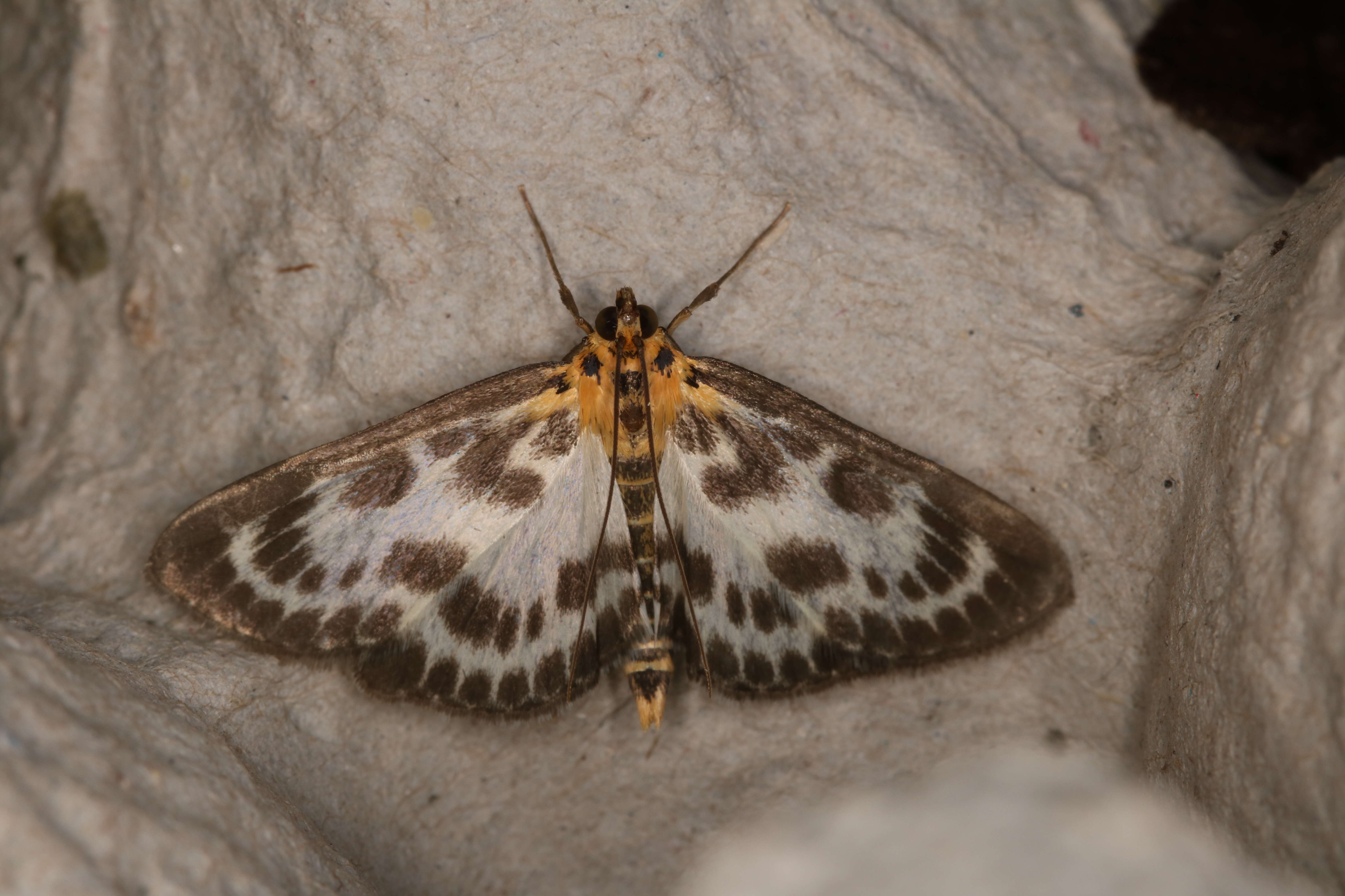 Image of Anania hortulata