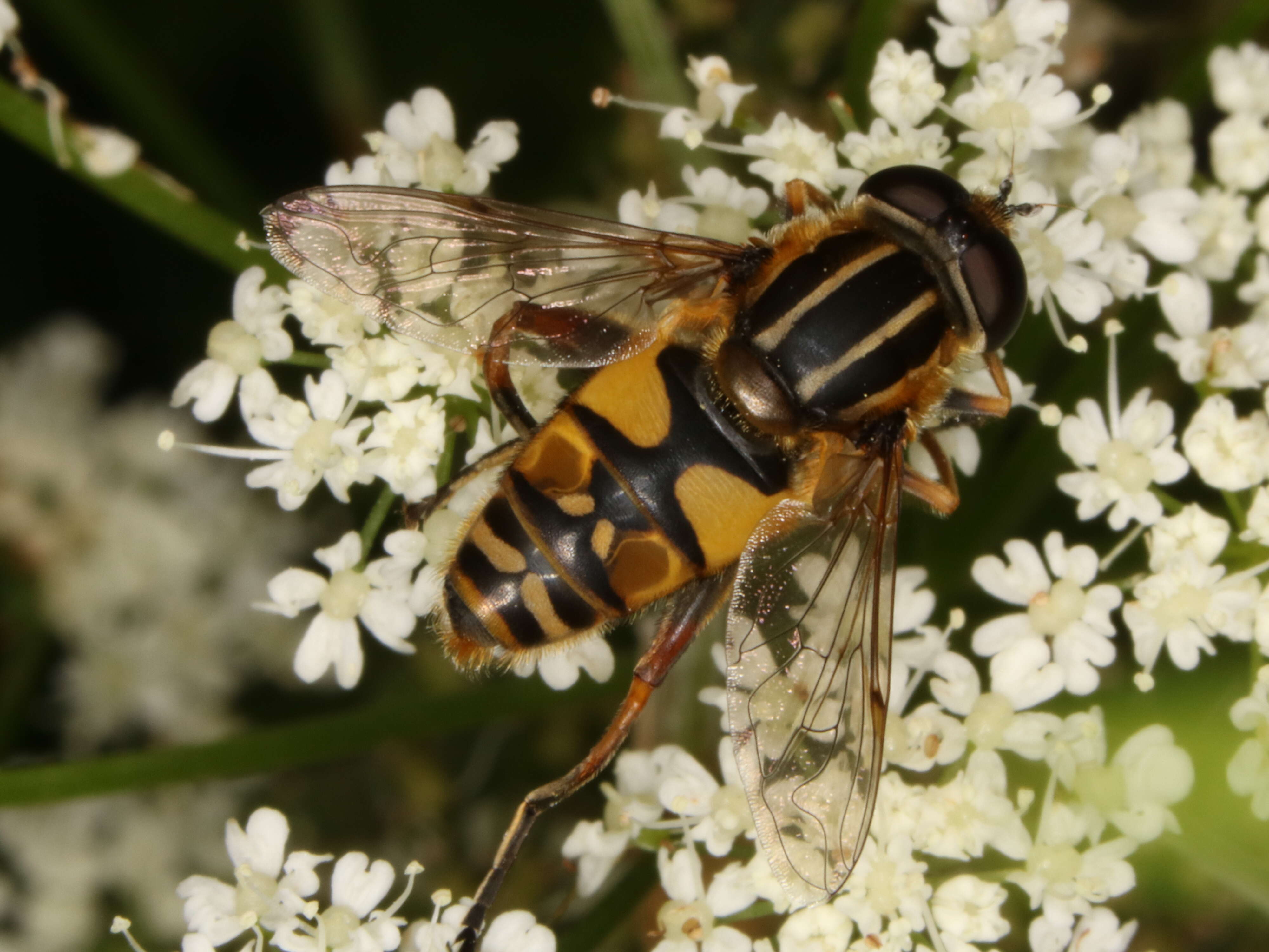 Image of Marsh Hoverfly