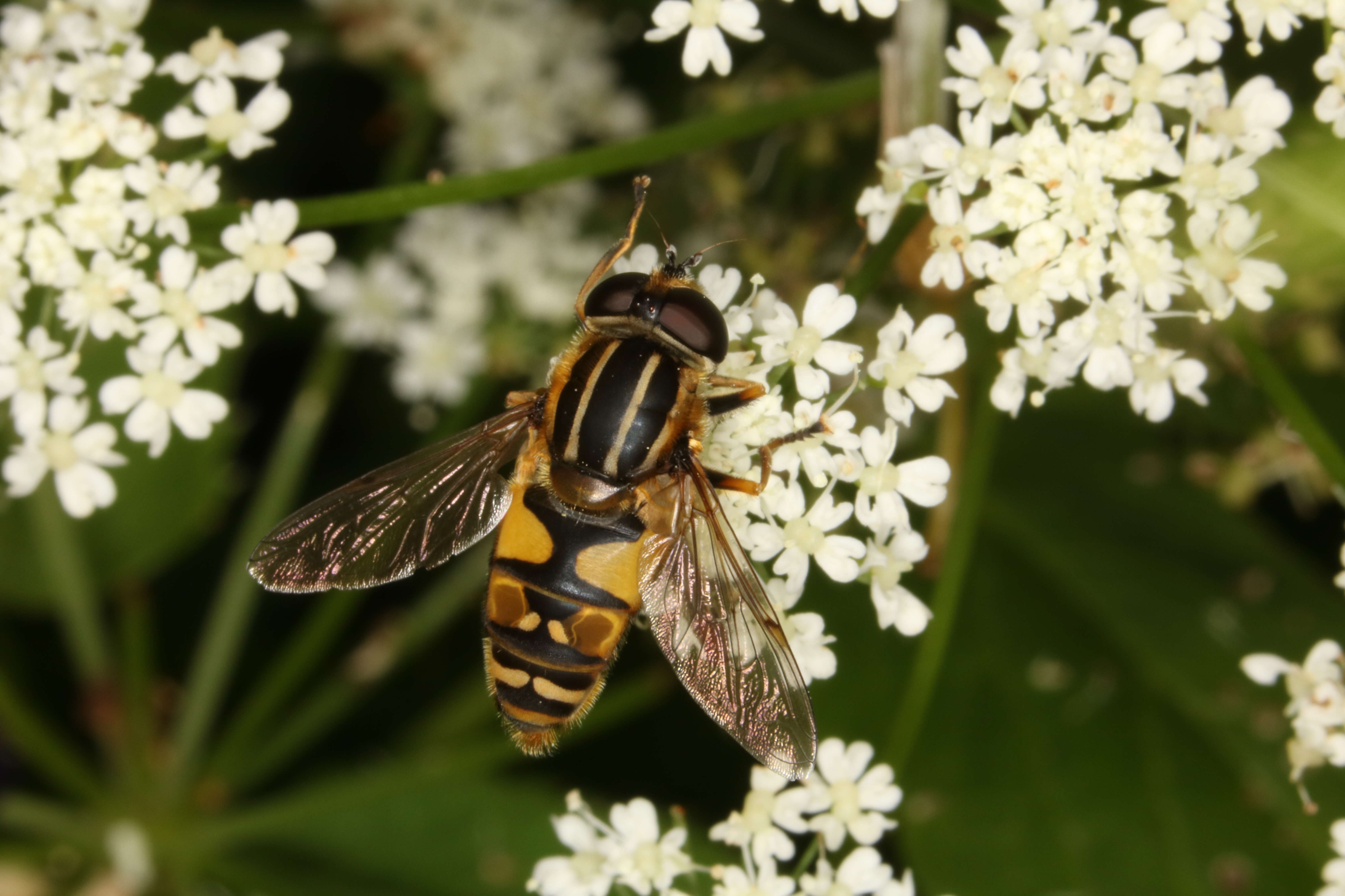 Image of Marsh Hoverfly