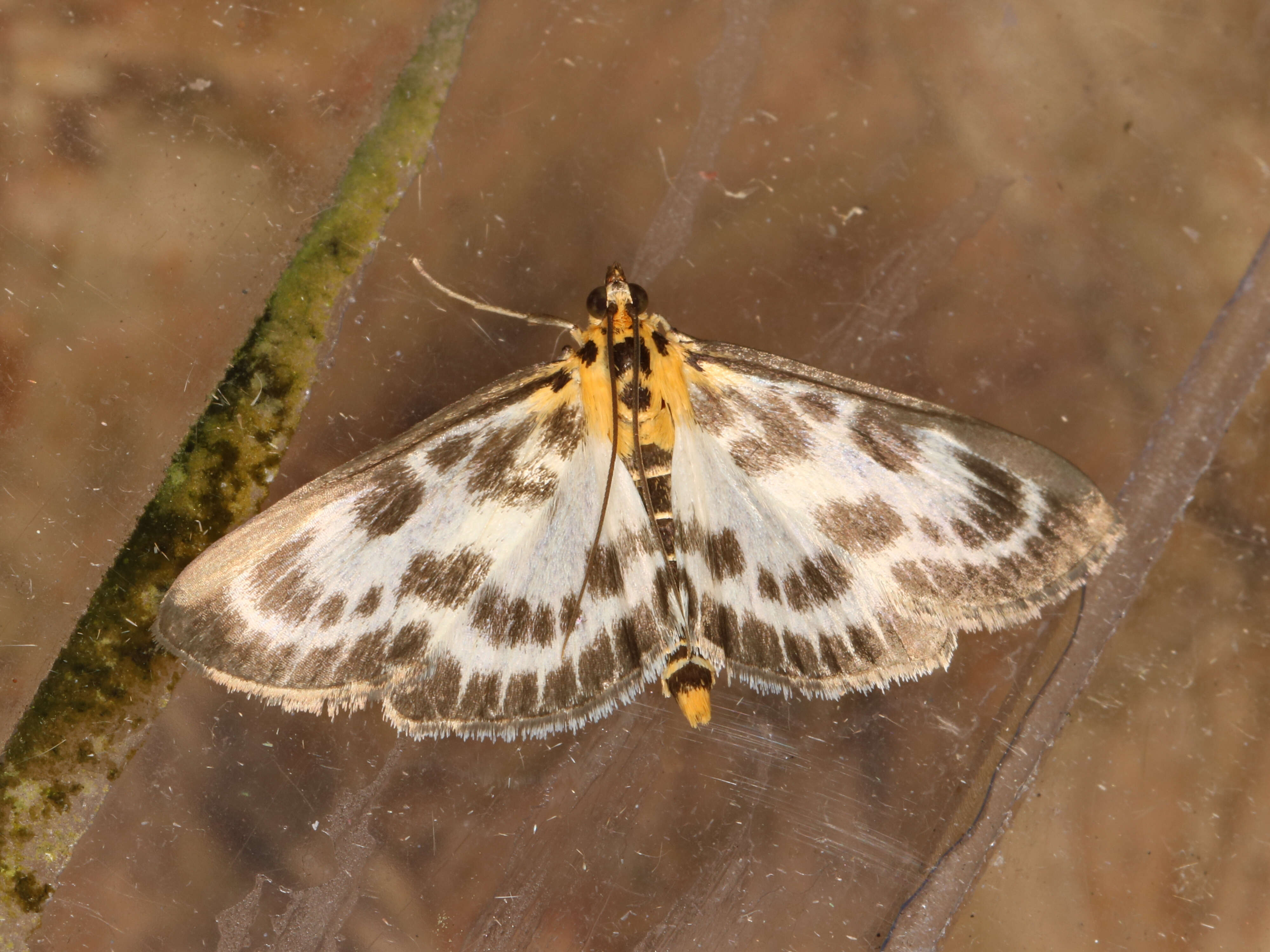 Image of Anania hortulata