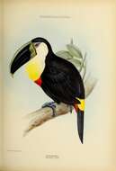 Image of Citron-throated Toucan