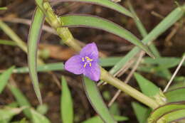 Image of Cyanotis axillaris (L.) D. Don ex Sweet